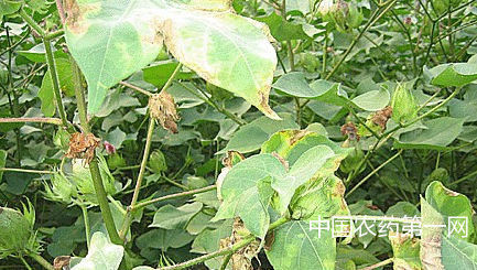 棉花烂种烂根病原因及防治方法