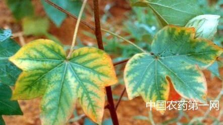 棉花缺素症状及补救措施