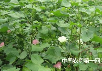 如何防治棉花缺锌症？