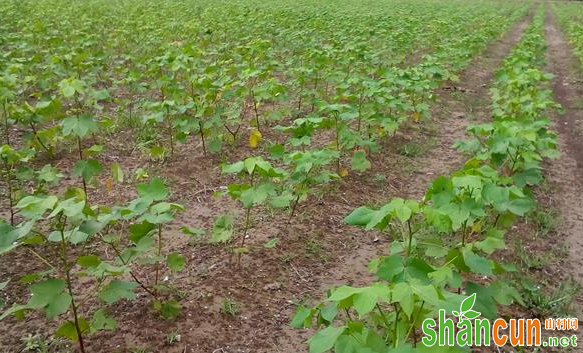 如何科学使用棉田除草剂？