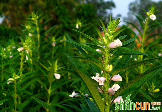 芝麻如何科学防治倒伏？