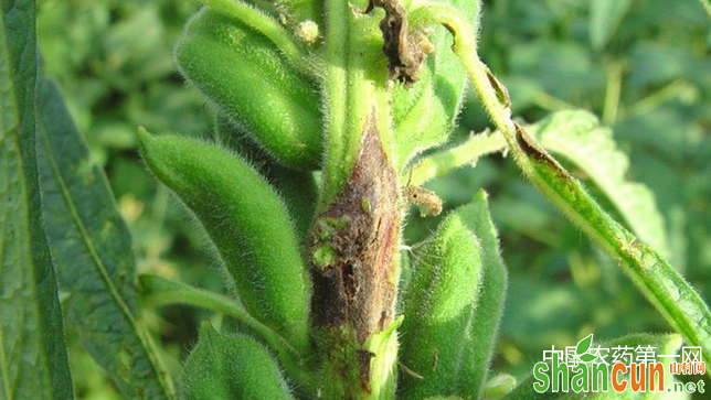 芝麻茎点枯病的防治方法