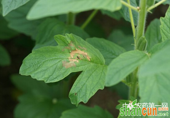 芝麻茎点枯病