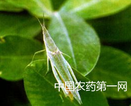 芝麻短额负蝗的防治方法