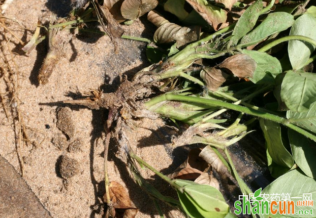 花生根腐病的防治方法