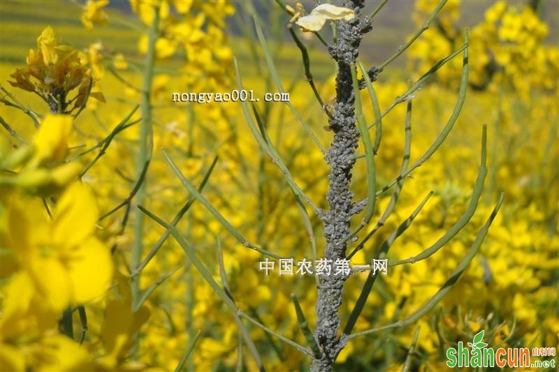 油菜蚜虫巧防治