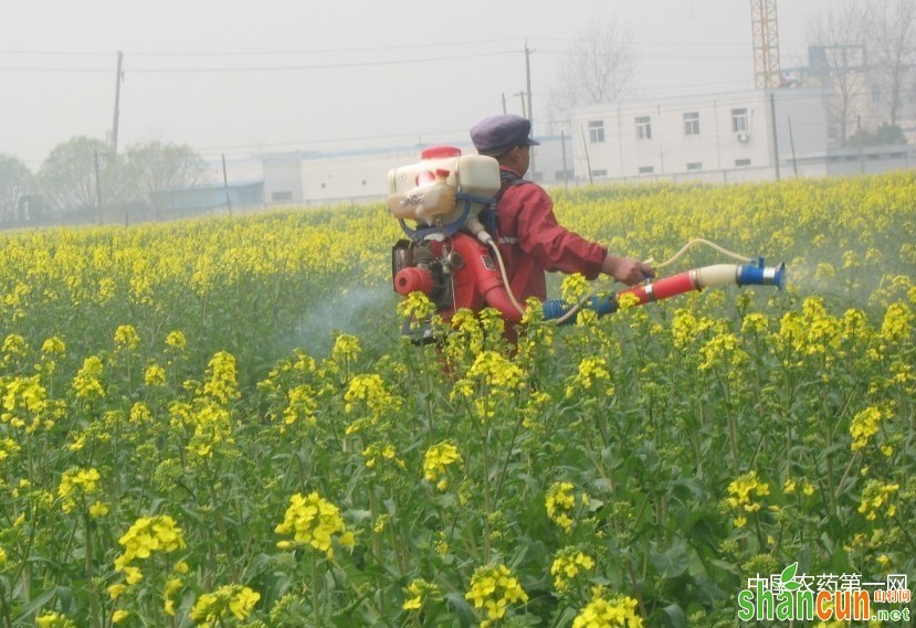 防治油菜异常开花