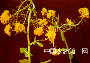 油菜缺素症