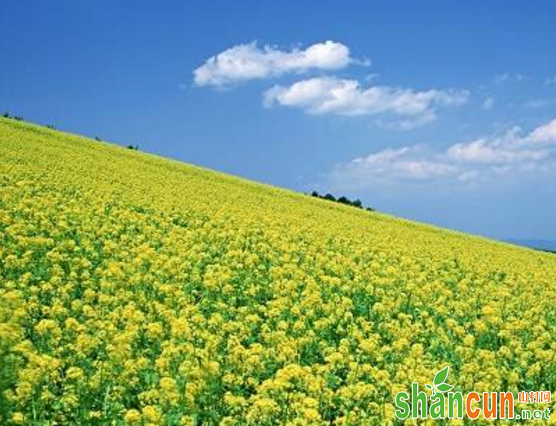 油菜花而不实是怎么回事？如何预防？