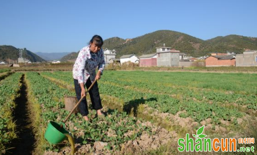 油菜蓝跳甲如何防治？