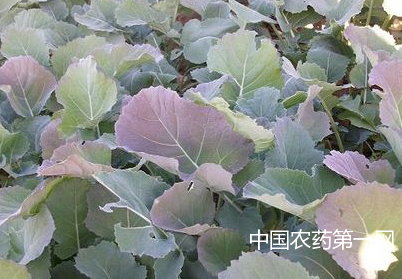 油菜缺硼的防治方法