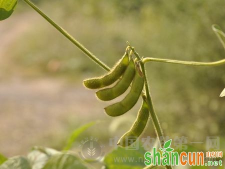 大豆荚而不实