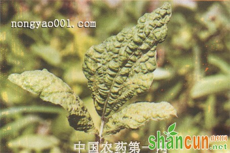 大豆花叶病防治方法