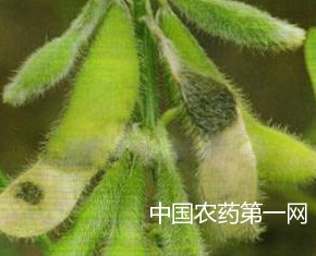 如何防治大豆茎黑点病？