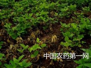 大豆疫霉根腐病的防治方法