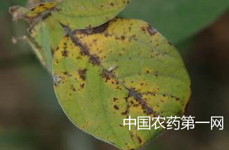 大豆细菌性斑点病