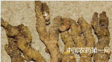 黄连根腐病的防治措施