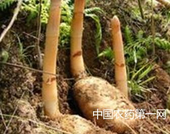 天麻杂菌的防治