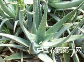 芦荟常见虫害防治