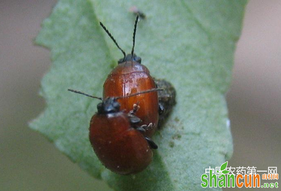 花椒跳甲的防治方法