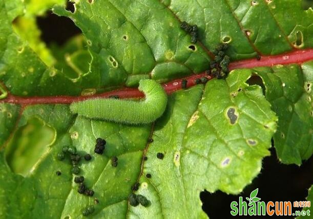 敌畏毒死蜱的适用范围