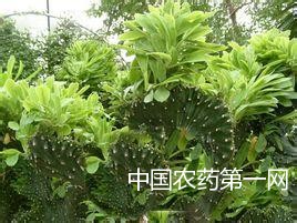 麒麟掌烂根的防治技术