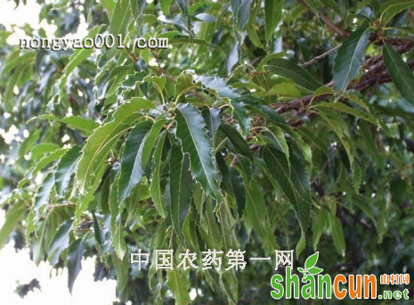 麻栎树