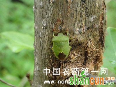 枣树绿盲蝽