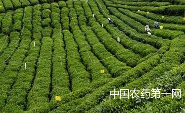 绿色防控茶园病虫害