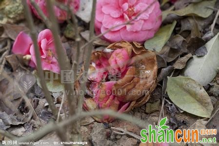 山茶花腐病的防治方法 