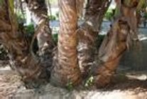 椰子树芽腐病 
