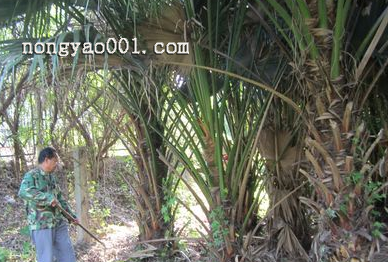 棕榈干腐病的危害和防治方法