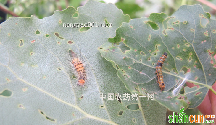 杨树食叶害虫的一些防治方法