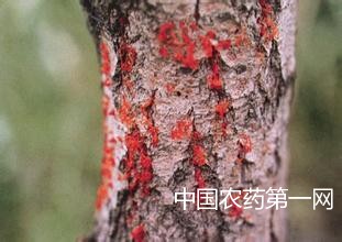 杨树烂皮病的预防和防治