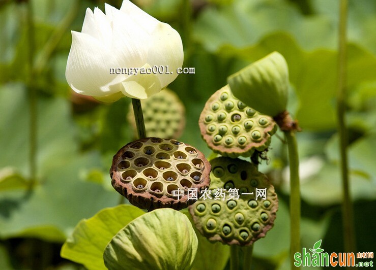 如何防治荷花藕节、走茎腐烂病