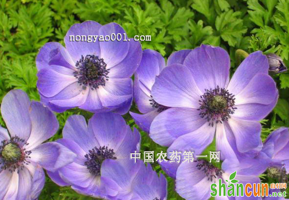 银莲花常见的两种病害的病状和防治方法
