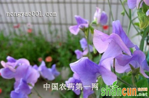 香豌豆黄花叶病的病状和防治措施