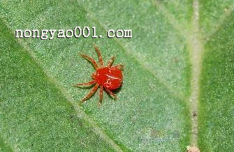 如何防治盆景虫害红蜘蛛的危害