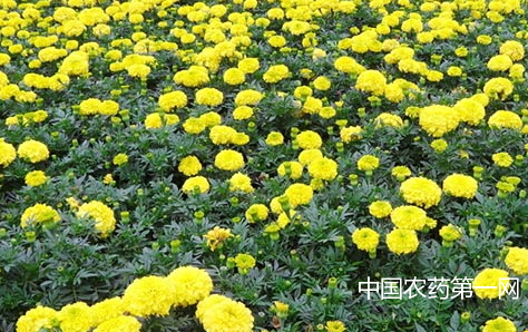 菊花赤脚的防治措施