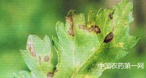 菊花假尾孢褐斑病的症状和防治方法