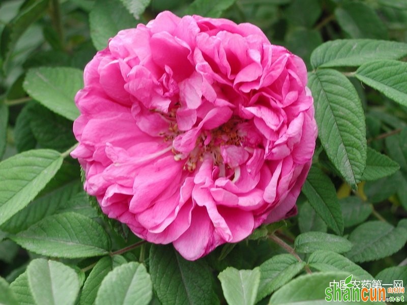 玫瑰鲜切花主要病虫害防治技术