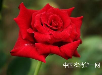 玫瑰花常见病虫害防治