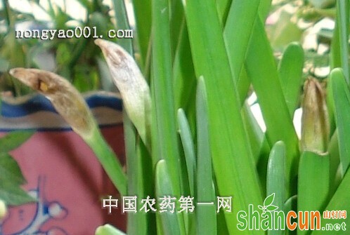 水仙花花苞干枯是怎么回事