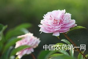 牡丹灰霉病的防治方法