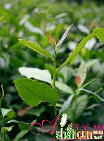  用茶叶水洗脸的功效多 多种茶叶美容窍门 