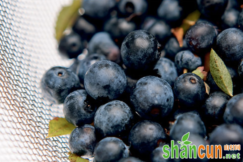 有效又健康：研究者称多吃蓝莓可以降血压