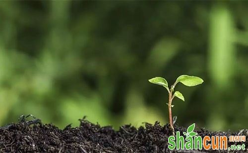 详解常见的除草剂在土壤中的持效期