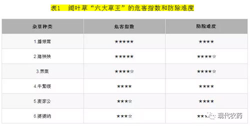 小麦田阔叶草有哪些？如何有效防除这些杂草？