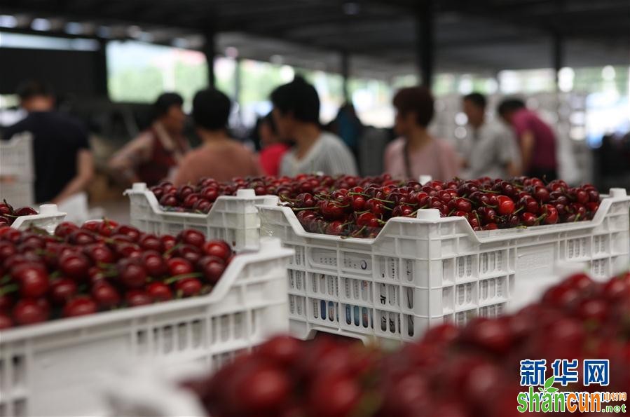 （经济）（2）山东烟台：樱桃产业助力乡村振兴