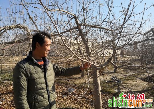 图为静宁县雷沟村果农雷向龙因种苹果致富，今年苹果收入达到23万元。　刘玉桃 摄